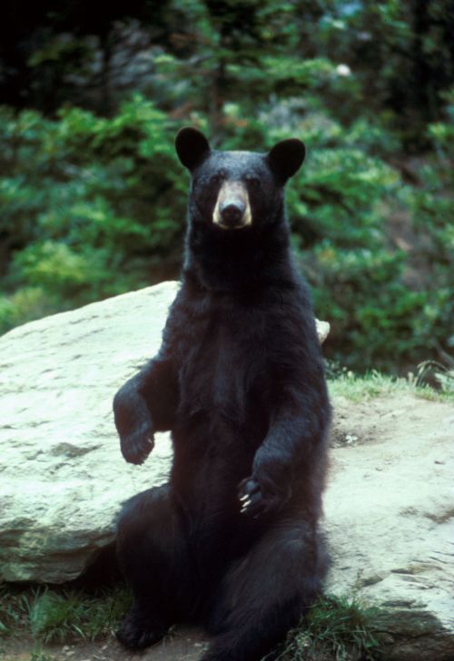 American black bear; Wikimedia