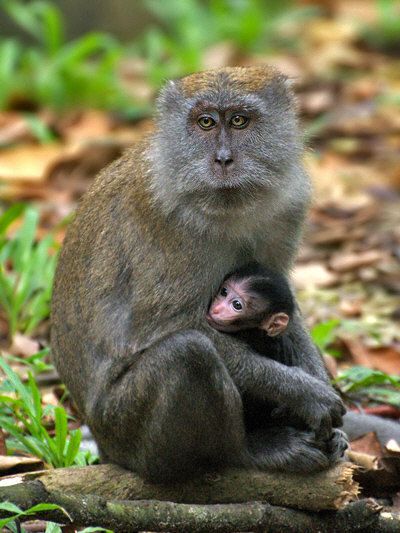 Long-tailed macaques, photo by Pinterest