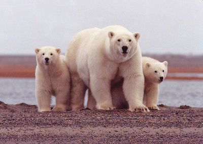 Polar bear mom and cubs; photo by Susanne Miller, USFWS
