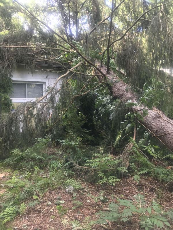 Fallen tree on Miller House from tropical storm, Unexpected Wildlife Refuge photo