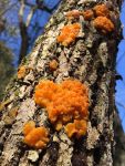 Amber jelly roll fungus on tree (Oct 2017)