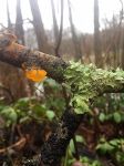 Amber jelly roll fungus in swampy area (Feb 2018)