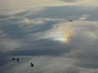 American black ducks in flight and rainbow reflected on main pond (Oct 2017)