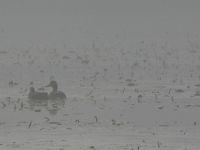American black ducks in the fog on the main pond (Dec 2017)