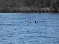 American black ducks swimming in main pond (Mar 2020)