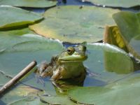 American bullfrog on lily pad in main pond (May 2020)