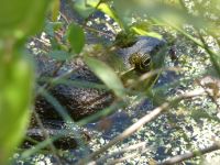 American bullfrog on main pond dike (May 2020)