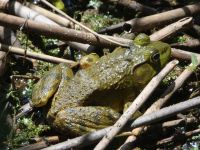 American bullfrog along main pond dike (Jul 2020)