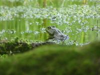 American bullfrog in Muddy Bog (Jul 2017)