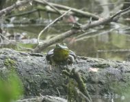 American bullfrog along a perimeter trail, Unexpected Wildlife Refuge photo