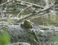 American bullfrog along perimeter trail (Aug 2019)