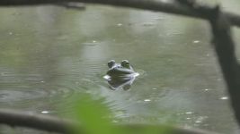 American bullfrog along perimeter trail (Aug 2019)
