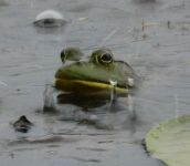 American bullfrog in pond in the rain (Jun 2017)