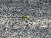 American goldfinch female searching for food near Headquarters (Jul 2020)