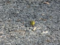 American goldfinch female searching for food near Headquarters (Jul 2020)