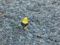 American goldfinch male near headquarters (Aug 2020)