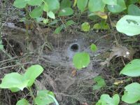 American grass spider hiding in her tunnel near Miller Pond (Jul 2020)