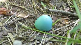 American robin egg shell on main pond dike (Jun 2019)