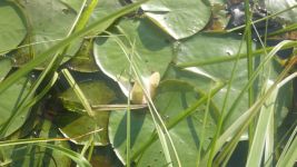 American white waterlily in Miller Pond (Jun 2019)