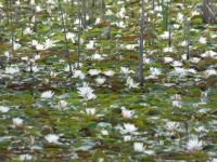 American white waterlilies in Miller Pond (Jul 2020)