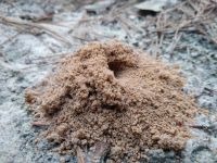 Ant mound near Miller House (May 2019)
