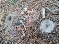 Antlion trap near ant tunnel entrance (Apr 2019)