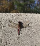 Autumn meadowhawk dragonfly on Headquarters wall (Nov 2019)
