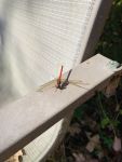 Autumn meadowhawk dragonfly, Unexpected Wildlife Refuge photo