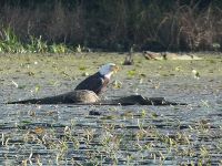 Bald eagle calling mate, Unexpected Wildlife Refuge photo