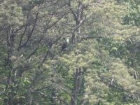 Bald eagle calling in tree next to main pond, 2 (May 2020)