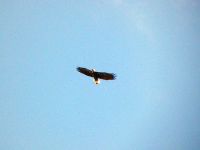 Bald eagle flying with blue sky background (Oct 2017)