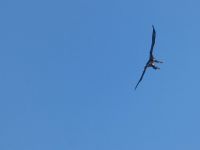 Bald eagle juvenile in flight (Nov 2017)
