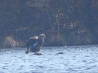 Bald eagle, juvenile, ruffled by wind on branch in main pond (Mar 2018)