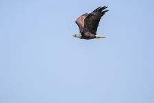 Bald eagle over main pond, photo by Jeremy Amsterdam