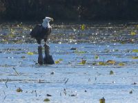 Bald eagle on split perch in main pond (Dec 2017)