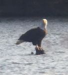 Bald eagle on stump in main pond (Feb 2017)