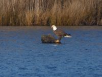Bald eagle on stump in main pond; Unexpected Wildlife Refuge photo