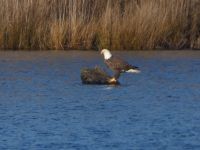 Bald eagle on stump in main pond, Unexpected Wildlife Refuge photo