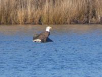 Bald eagle perched on stump in main pond (Dec 2018)