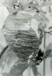Bald-faced hornet on nest (1986)