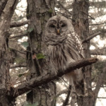 Barred owl in tree (2012)