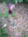 Bearded iris near Miller House, Unexpected Wildlife Refuge photo