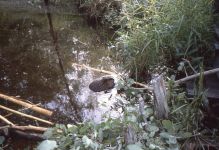 Beaver (young) eating in water (Sep 1984)