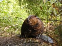 Beaver; Unexpected Wildlife Refuge photo