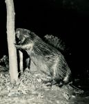 Beaver cutting tree by Hope Sawyer Buyukmihci (fall 1966)