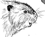 Beaver, sketch by Hope Sawyer Buyukmihci, Refuge co-founder and artist