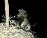 Beaver cutting tree by Hope Sawyer Buyukmihci (1966)