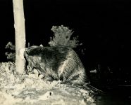 Beaver cutting tree, photo by Hope Sawyer Buyukmihci, co-founder