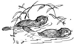 Young beavers swimming; sketch by Hope Sawyer Buyukmihci, Refuge co-founder and artist