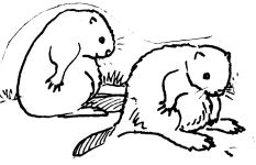 Sketch of beaver kits by Hope Sawyer Buyukmihci, Refuge co-founder